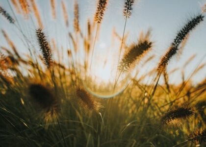 12 Inspiring APJ Abdul Kalam Quotes