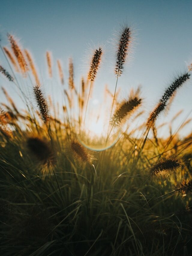 12 Inspiring APJ Abdul Kalam Quotes