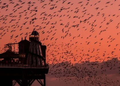 10 True Happiness Quotes You'll need to see