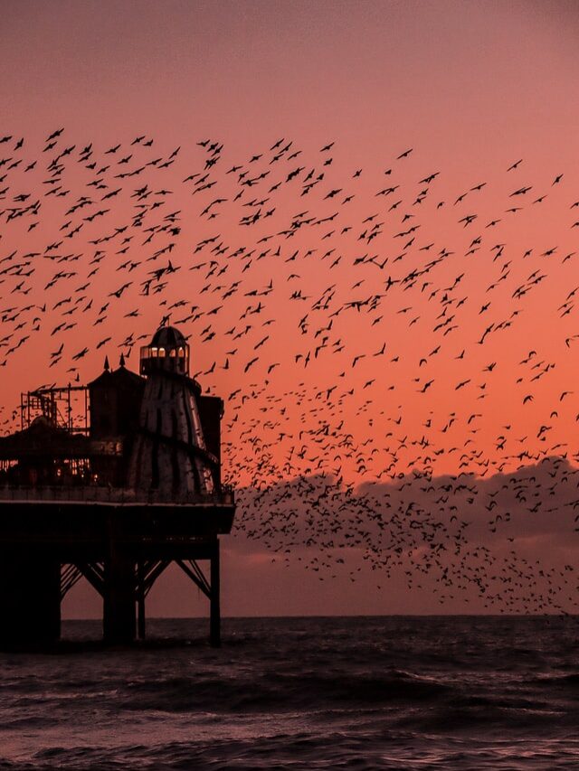 10 True Happiness Quotes You’ll need to see